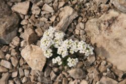 2011-04-24_Regina-F-Rau_Brunnstein-Spitze (111).JPG